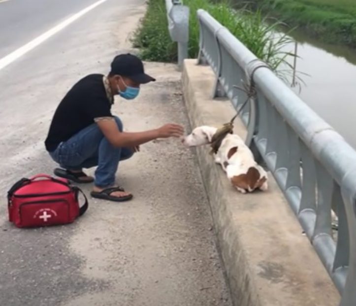 sensivel-mente.com - Cachorro que estava largado amarrado em uma ponte foi resgatado e voltou a confiar no HUMANO