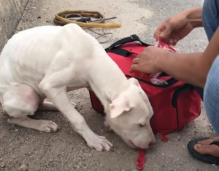 sensivel-mente.com - Cachorro que estava largado amarrado em uma ponte foi resgatado e voltou a confiar no HUMANO