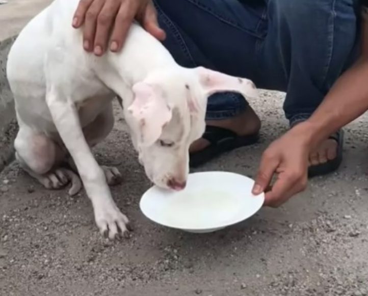 sensivel-mente.com - Cachorro que estava largado amarrado em uma ponte foi resgatado e voltou a confiar no HUMANO