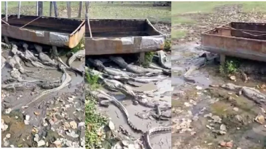 Seca no Pantanal afeta até os jacarés que lutam pela sobrevivência em poça de lama.