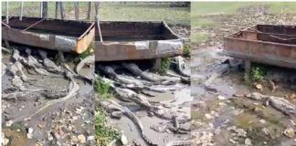 Seca no Pantanal afeta até os jacarés que lutam pela sobrevivência em poça de lama.