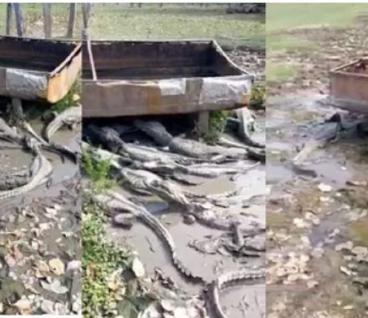 Seca no Pantanal afeta até os jacarés que lutam pela sobrevivência em poça de lama.
