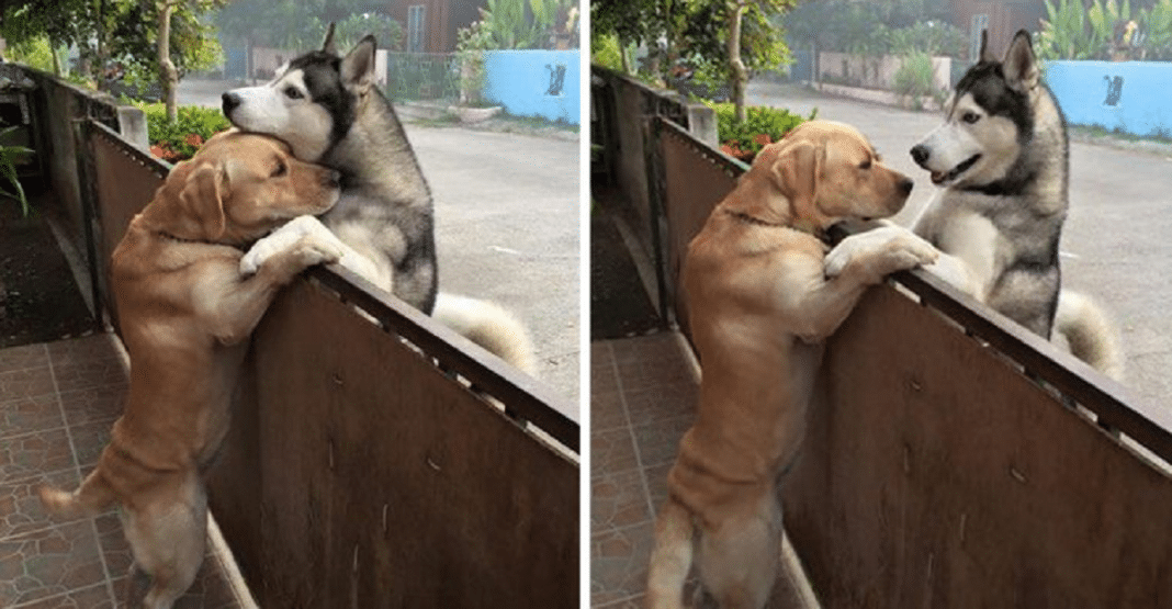 Husky solitário foge de seu quintal para ir abraçar seu melhor amigo