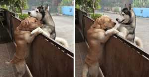 sensivel-mente.com - Husky solit&aacute;rio foge de seu quintal para ir abra&ccedil;ar seu melhor amigo