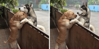 Husky solitário foge de seu quintal para ir abraçar seu melhor amigo