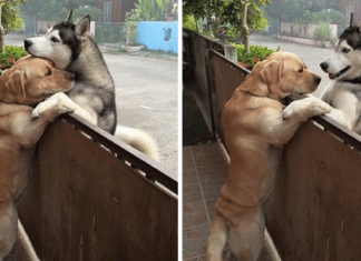 Husky solitário foge de seu quintal para ir abraçar seu melhor amigo