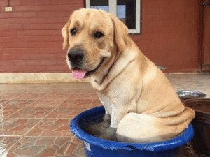 sensivel-mente.com - Husky solit&aacute;rio foge de seu quintal para ir abra&ccedil;ar seu melhor amigo