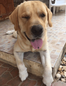 sensivel-mente.com - Husky solit&aacute;rio foge de seu quintal para ir abra&ccedil;ar seu melhor amigo