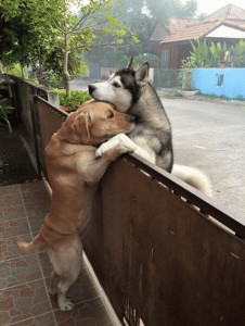 sensivel-mente.com - Husky solit&aacute;rio foge de seu quintal para ir abra&ccedil;ar seu melhor amigo