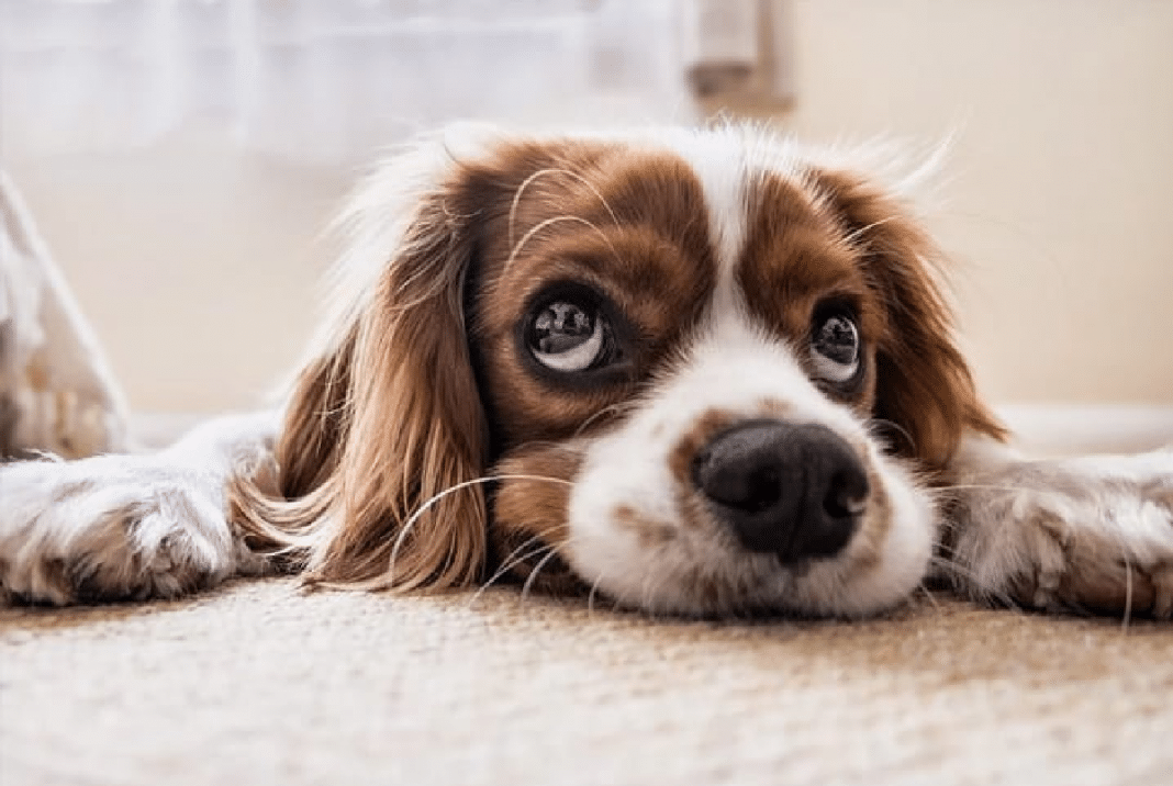 A ciência confirma: os cães têm sentimentos mais profundos do que imaginamos