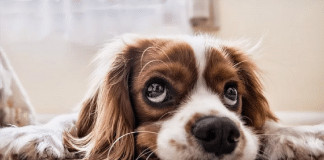 A ciência confirma: os cães têm sentimentos mais profundos do que imaginamos
