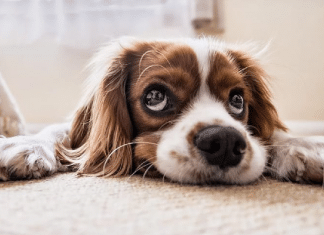 A ciência confirma: os cães têm sentimentos mais profundos do que imaginamos