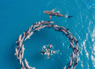 Golfinhos formam escudo humano e impedem ataque de tubarão — uma lição de empatia que o mundo precisa Golfinhos formam escudo humano e impedem ataque de tubarão — uma lição de empatia que o mundo precisa