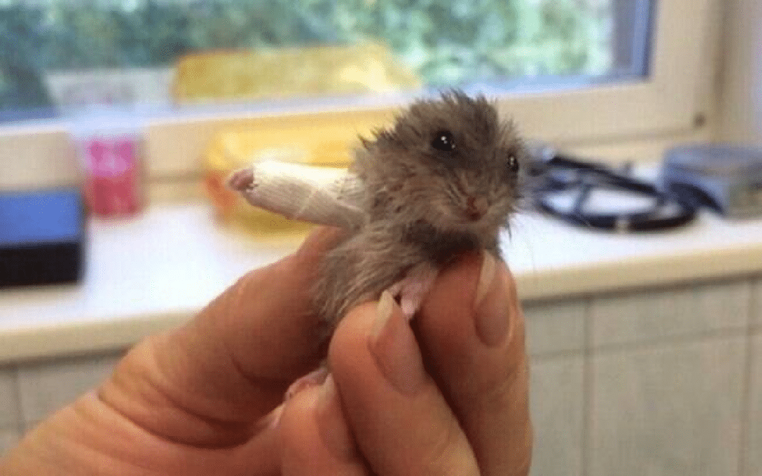 hamster Ele só machucou o bracinho… mas acabou curando milhões de corações na internet