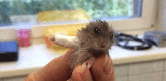 Ele só machucou o bracinho… mas acabou curando milhões de corações na internet