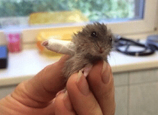 Ele só machucou o bracinho… mas acabou curando milhões de corações na internet