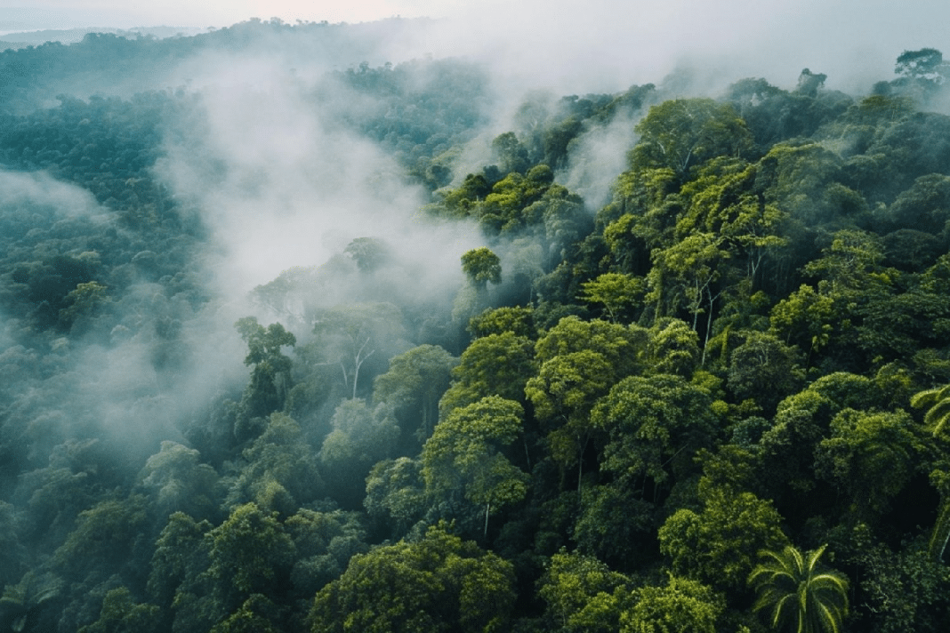 A Amazônia está entrando em um clima que não existia há milhões de anos — e os cientistas estão em pânico