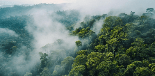 A Amazônia está entrando em um clima que não existia há milhões de anos — e os cientistas estão em pânico