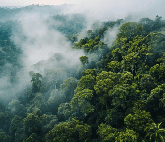 A Amazônia está entrando em um clima que não existia há milhões de anos — e os cientistas estão em pânico