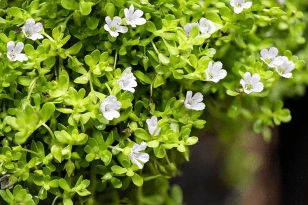 bacopa-monnie Essa planta medicinal combate cansaço e estresse — Veja Qual
