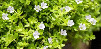 Essa planta medicinal combate cansaço e estresse — Veja Qual