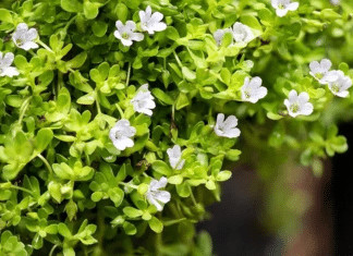 Essa planta medicinal combate cansaço e estresse — Veja Qual