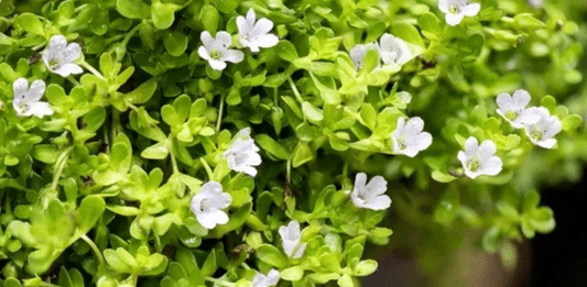 Essa planta medicinal combate cansaço e estresse — Veja Qual